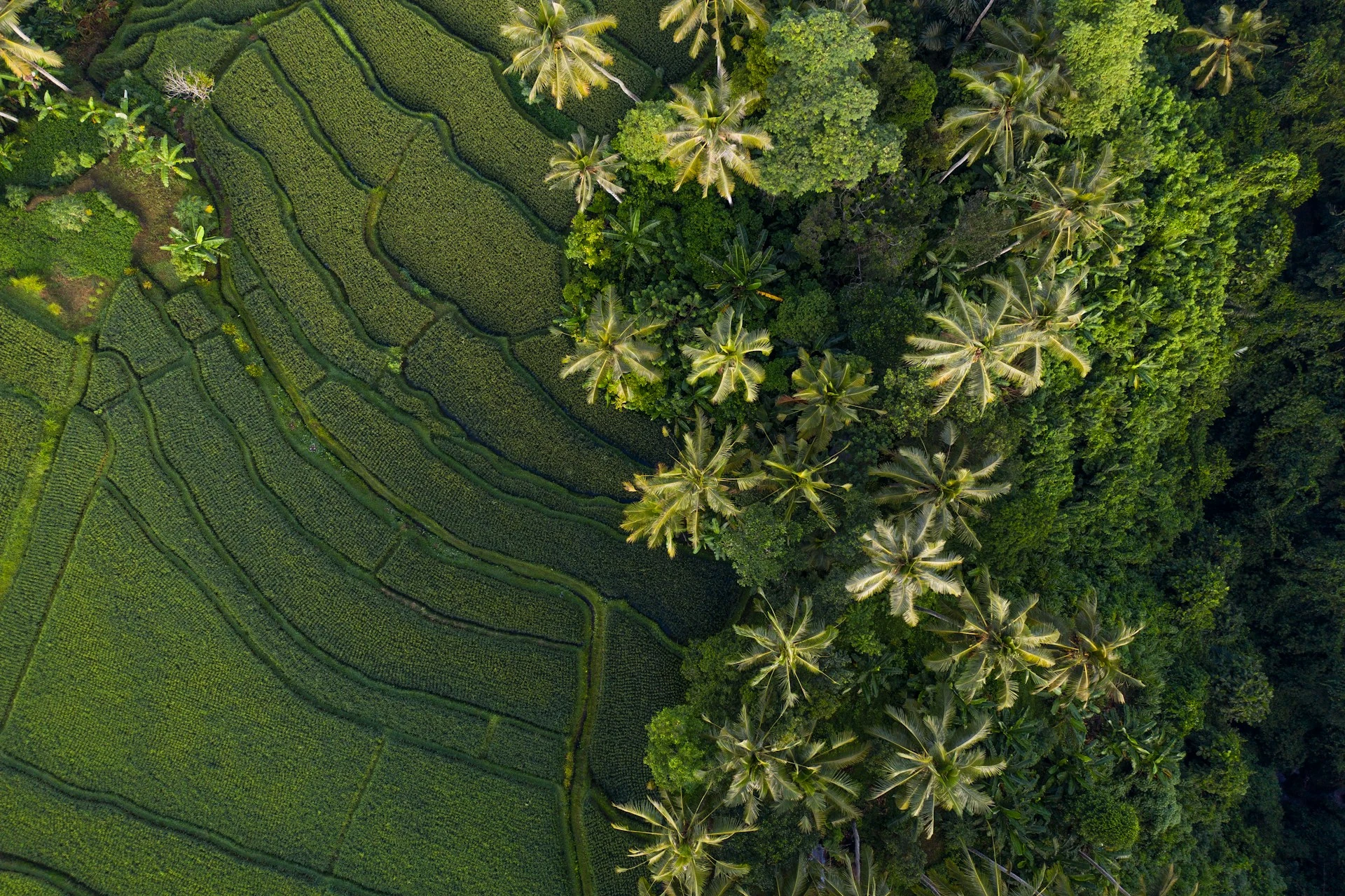 Ubud Rice Terrace