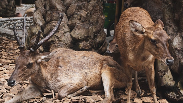 Are You an Animal Lovers? Don't Miss These 3 Destinations in Bali Image