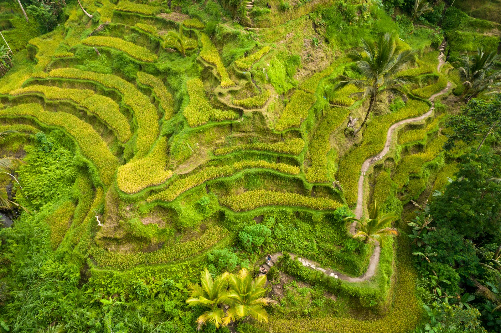 Ubud Nature Image
